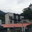 울릉푸른나무 이미지