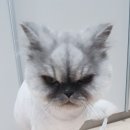 귀엽개귀엽냥 이미지