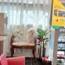 뷰티풀독 이미지