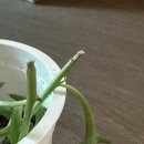 신돌고래 네이버블로그