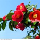 학림초등학교 이미지