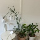 델리스 | [원주 카페] 케이크 맛집 I 카페델리스 내돈내산 솔직후기