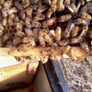 5월 첫째주 소망농장의 꿀벌관리 이미지