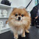 유지네 애견미용샵 이미지