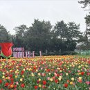 두리자동차 정비마을 | 신안 튤립축제 실시간 방문후기 입장료 정보 축제현장 사진 한가득
