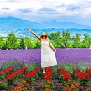 마루미농장 | 일본 삿포로 여행 코스 3박 4일 여름 오타루 시내 온천마을 단독 투어 추천