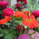 민들레화원 이미지