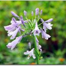 허브힐펜션 이미지