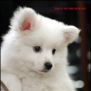 DOG사랑 이미지