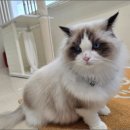 메종드센텀 이미지