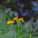 【한국특산식물】 10. 금강솜방망이(Senecio birubonensis Kitam.) 이미지