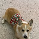 칸타삐야 이미지