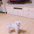 콩이카센타 이미지