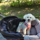 바르다펫 꿈의숲점 이미지