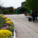 코스모스드림 이미지