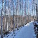 자작나무숲 가는 길 이미지