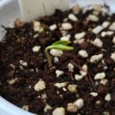 농부의 열매 | 초보 도시농부의 베란다 텃밭 근황 - 다이소 바질 첫수확 낄낄