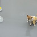 옐레드 애견유치원 & 애견호텔 진주초전점 이미지