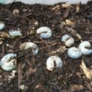 여우골농장 이미지