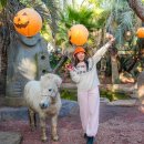 커피왕자인점 | 제주도 서귀포 카페 어린왕자감귤밭 동물 먹이주기 체험