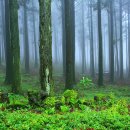 절물자연휴양림 이미지