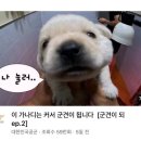 어서오시개 이미지