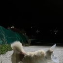 완도동물병원 이미지