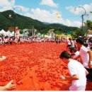 화천 토마토축제...... 이미지