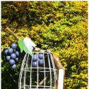 오방색권역 이미지