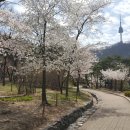 2021.3.28(일)오후2시ㅡ한옥마을및남산 봄꽃길 산책 이미지