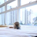 클라라애견 이미지