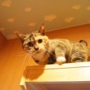 유니포리 이미지