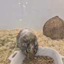 펫엔글라이더 대전점 이미지