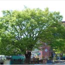 목포북교초등학교 이미지