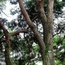 용월리지석묘군 | 함평 용월리 지석묘군 꽃무릇 2