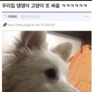 우리집 댕댕이 이미지