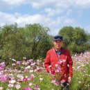 꽃길로Flower Daum카페
