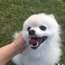 몽실이와찌