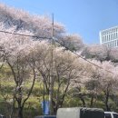 원미로 | 부천종합운동장역 진달래축제 벛꽃명소 꽃구경 다녀온 후기