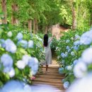 팜카밀레 이미지