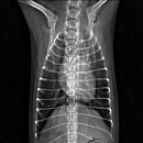 분당정자 동물병원 이미지