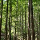 화인애견 이미지