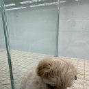 이정훈 강아지 하남본점 이미지