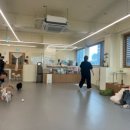 댕댕이 보호구역 이미지