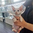 시선이머무는곳 | 따뜻한 시선이 머무는 곳, 베베펫 천안 강아지 고양이 방문 후기