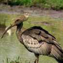 【자이언트 아이비스 Giant ibis】 「세상에서 가장 희귀한 새」 이미지