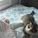 성빈호프 이미지