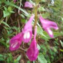 광양 마로산성 이미지