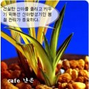 한국춘란(韓國春蘭) 건강한 생장을 위한 신아관리/02(한배관22) 이미지