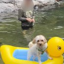 사나사주차장 | 양평 사나사계곡 맛집 수운가든 백숙 닭도리탕 내돈내산 후기